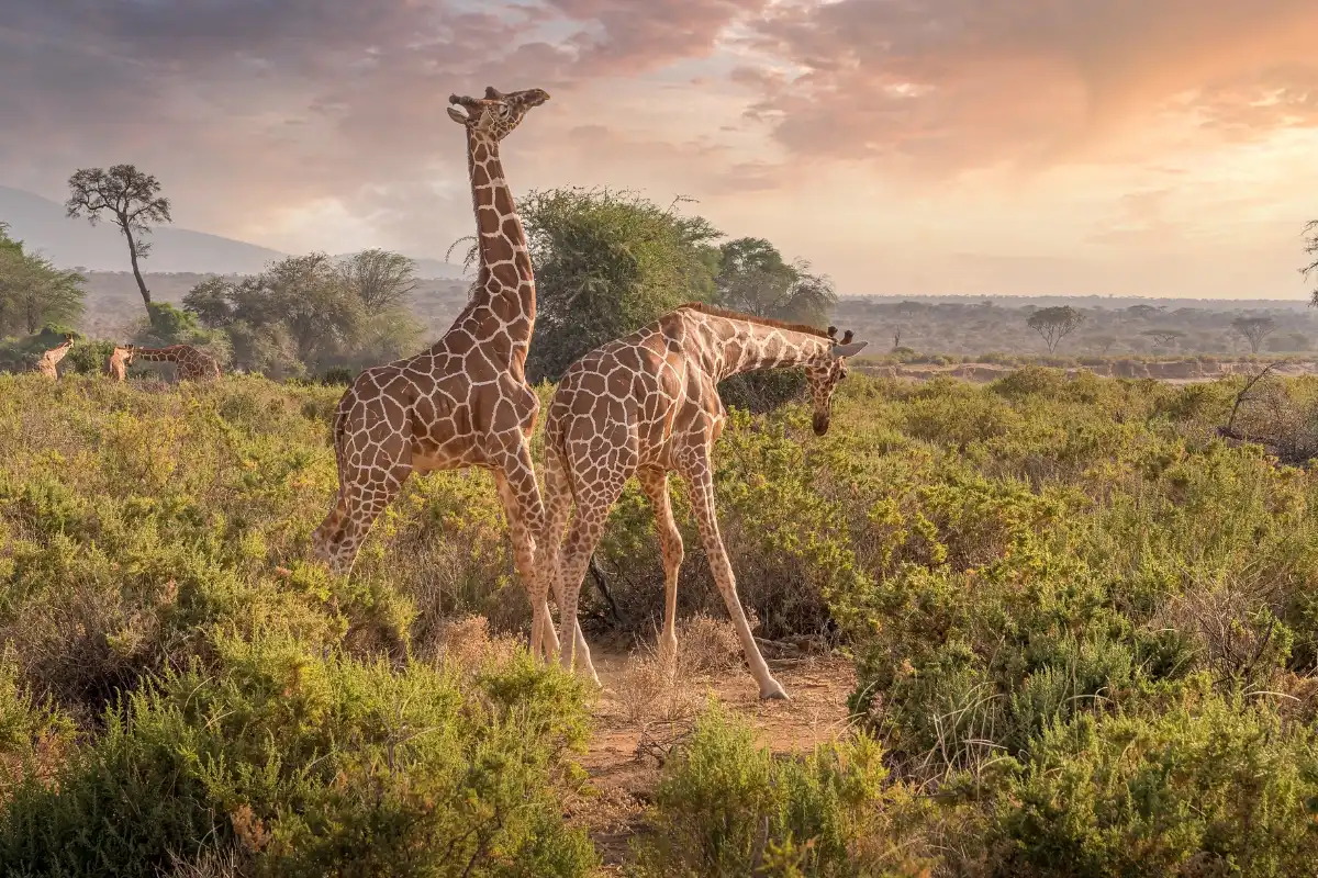 15 Days Kenya Safari Holiday Tour Package